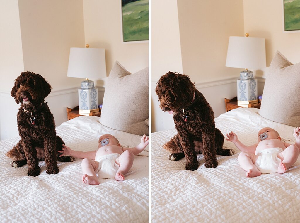 Newborn on bed with family dog. KATE UHRY photo